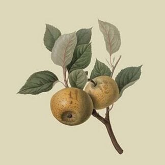 Hughes New Golden Pippin by William Hooker #2