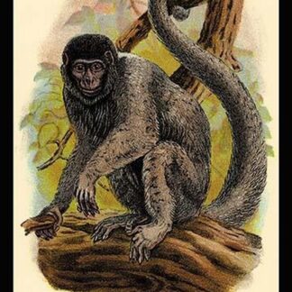 Humboldt's Woolly Monkey by G.R. Waterhouse