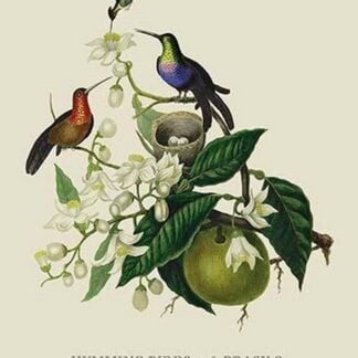 Humming Birds at the Brasils by J. Forbes