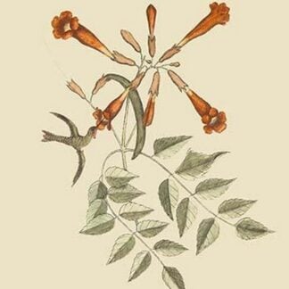 HummingBird by Mark Catesby