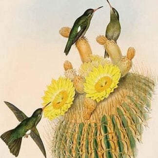 Hummingbirds by John Gould