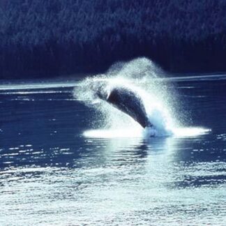 Humpback whale breaching by Cmdr. John Bortniak