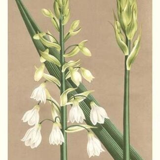 Hyacinth by Louis Benoit Van Houtte