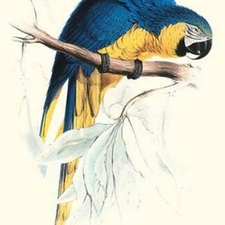 Hyacinthine Macaw - Hyacinthine Anodorhynchus Leari by Edward Lear