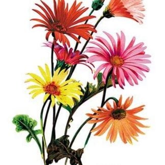 Hybrid Gerbera
