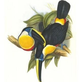 Hybrid Toucan by John Gould