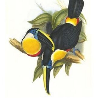 Hybrid Toucan by John Gould