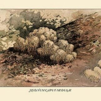 Hydnum Caput - Medusae by W. Hamilton Gibson