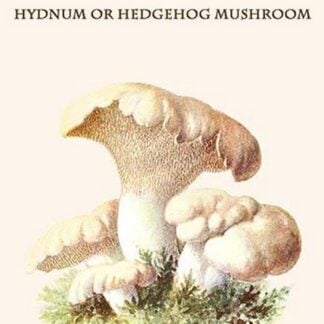 Hydnum Or Hedgehog Mushroom By Edmund Michael