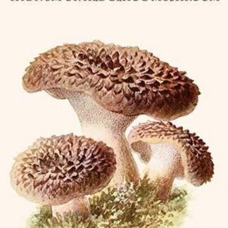 Hydnum Or Hedgehog Mushroom By Edmund Michael