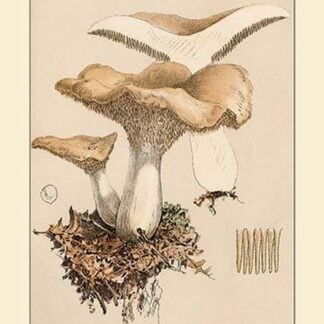 Hydnum Repandum by W. Hamilton Gibson