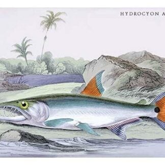 Hydrocylon Armatus by Robert H. Schomburgk