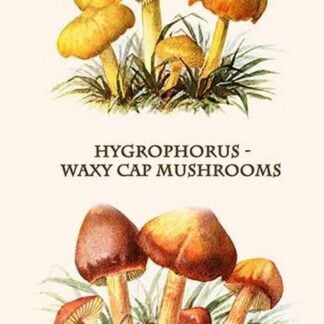 Hygrophorus - Waxy Cap Mushrooms By Edmund Michael