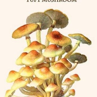 Hypholoma Sulphur Tuft Mushroom By Edmund Michael