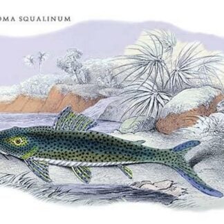 Hypostoma Squalinum by Robert H. Schomburgk