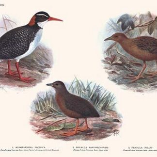 Hypotaeenidia Pacifica