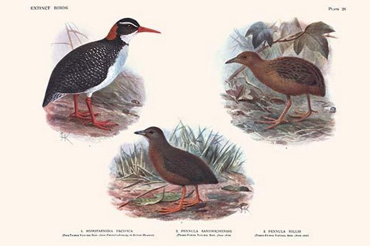 Hypotaeenidia Pacifica