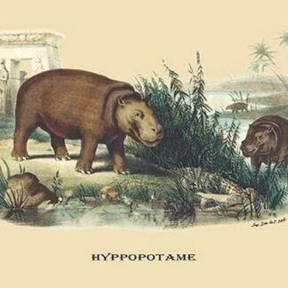 Hyppopotame (Hippopotamus) by E. F. Noel
