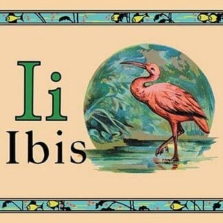 Ibis
