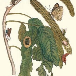 Ice Cream Bean Plant