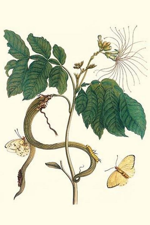 Ice Cream Bean with Apricot Sulphur Butterfly by Maria Sibylla Merian