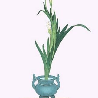 Ichihatsu (Iris Tectorum) in three legged isubo by Josiah Conder #2