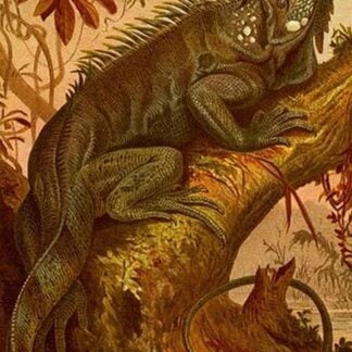 Iguana by Friedrich Wilhelm Kuhnert