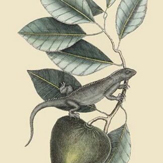 Iguana by Mark Catesby