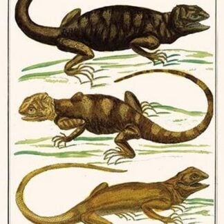 Iguanas by Albertus Seba