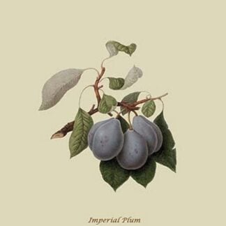 Imperial Plum by William Hooker #2