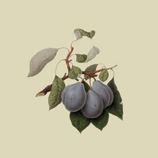 Imperial Plum by William Hooker