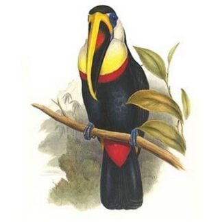 Inca or White Throated Toucan by John Gould