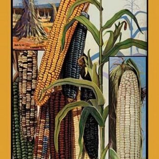Indian Corn