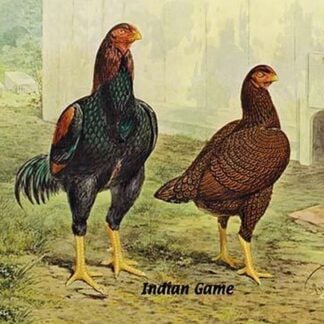 Indian Game (Chickens)