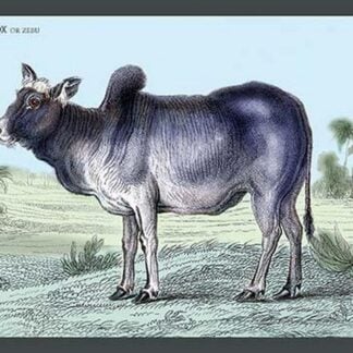 Indian Ox