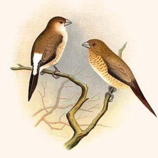 Indian Silver Bill & African Silver Bill by Frederick William Frohawk