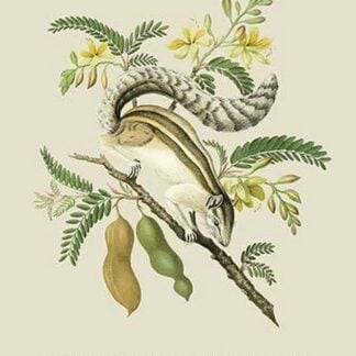 Indian Squirrel and Tamarind by J. Forbes
