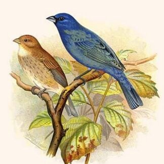 Indigo Bunting by Frederick William Frohawk