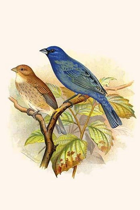 Indigo Bunting by Frederick William Frohawk