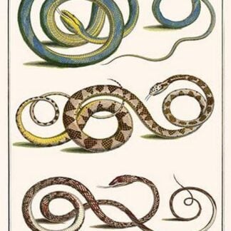 Indonesian Snakes of Amboina by Albertus Seba