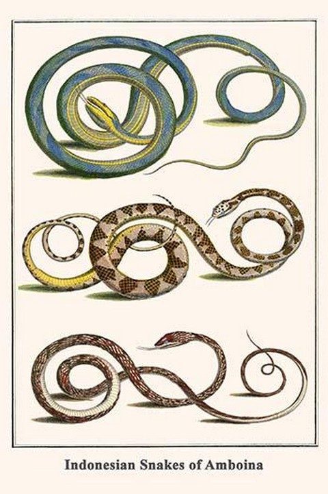 Indonesian Snakes of Amboina by Albertus Seba