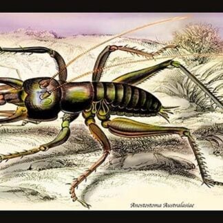 Insect: Anostostoma Australasiae by James Duncan