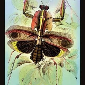 Insect: Deroplatys Disiccata by James Duncan