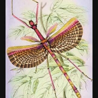 Insect: Phasma Necydaloides by James Duncan