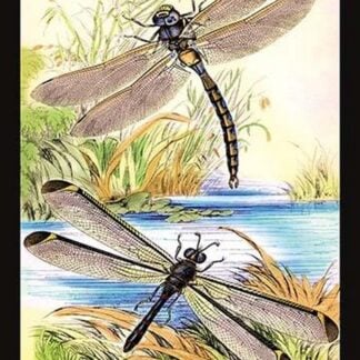 Insects: Aeshna Grandis and Stilbopteryx Costalis by James Duncan