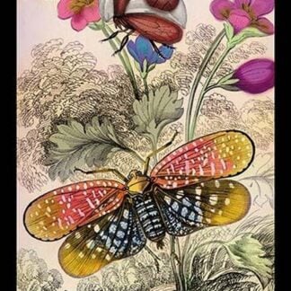 Insects: Aphana Submaculata and Membracis Fetiata by James Duncan