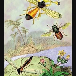 Insects: Ctenophora Pectinicornis