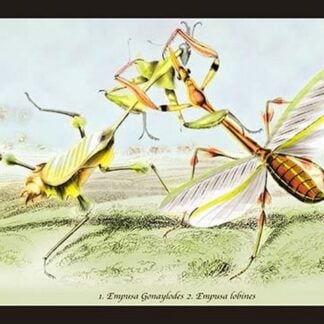 Insects: Empusa Gonaylodes and E. Lobines by James Duncan