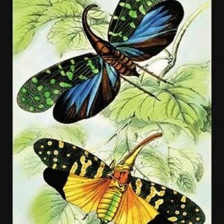 Insects: Fulgora Candelaria and F. Maculata by James Duncan