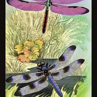 Insects: Libellula Axilena and L. Pulchella by James Duncan